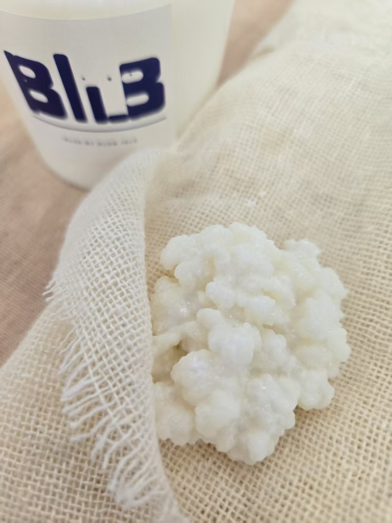 Milk kefir grains on cloth